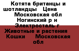 Котята британцы и шотландцы › Цена ­ 5 000 - Московская обл., Ногинский р-н, Электросталь г. Животные и растения » Кошки   . Московская обл.